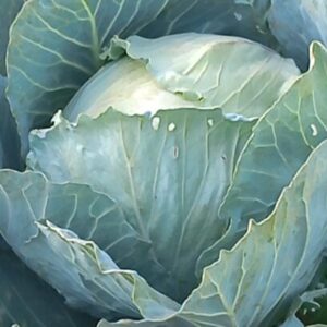 Fresh and healthy cabbage