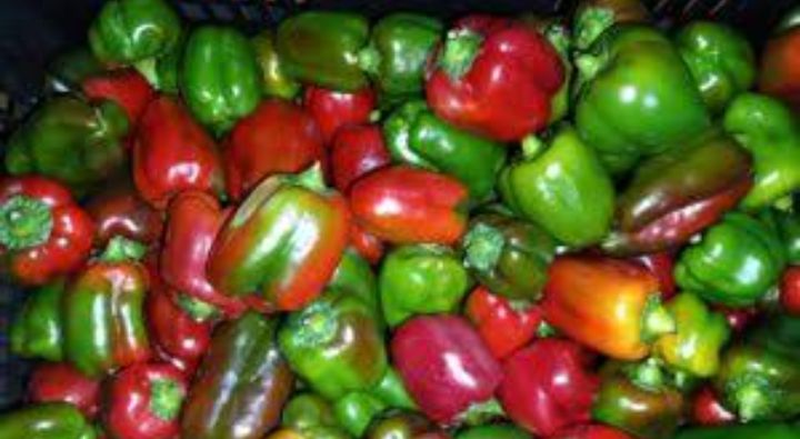 capsicum