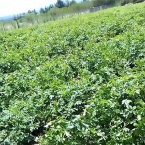 Shangi Potatoes on Sale