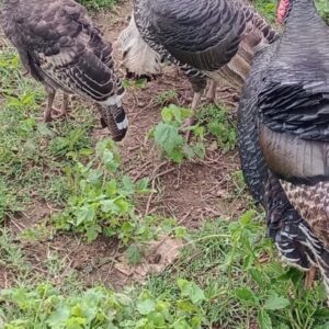 1 years old turkeys
