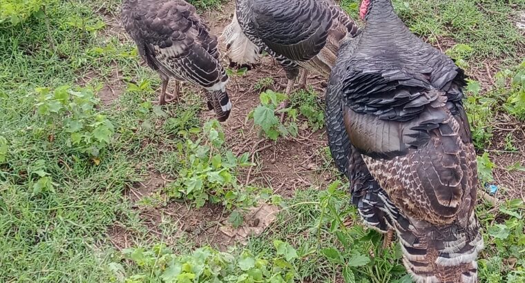 turkey